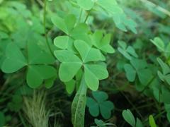 Oxalis metcalfei