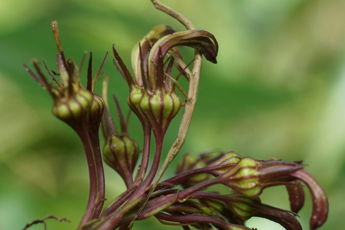 Image of Tibey Tupa (Lobelia portoricensis) by (c) ritirene, some rights reserved (CC BY)