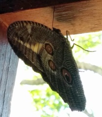 Dasyophthalma creusa