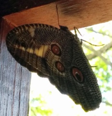 Dasyophthalma creusa