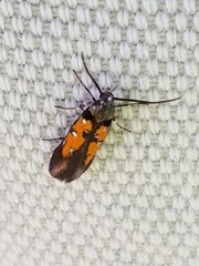 Chrysoclista linneella