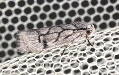 Lichenaula onychodes