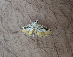 Parapoynx badiusalis