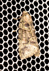 Pherechoa crypsichlora