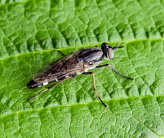 Ozodiceromyia argentata