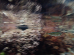 Trachurus symmetricus