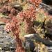 Sempervivum vicentei - Photo (c) Cesar Pollo, some rights reserved (CC BY-NC), uploaded by Cesar Pollo