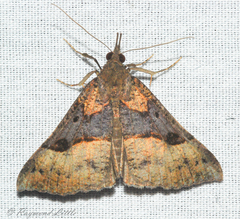 Hypena edictalis