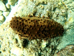 Isostichopus fuscus