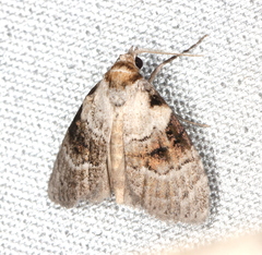 Acatapaustus metallopa