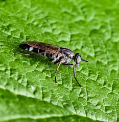 Ozodiceromyia argentata