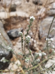 Cryptantha muricata