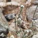 photo of Clearwater Cryptantha (Cryptantha intermedia)