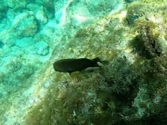 Stegastes rectifraenum