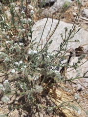 Cryptantha muricata