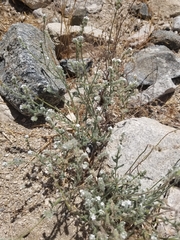 Cryptantha muricata