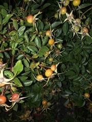 Magnoliopsida