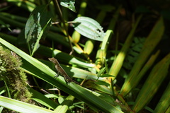 Anolis gundlachi