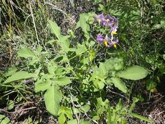 Solanum fendleri