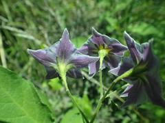 Solanum fendleri