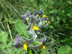 Solanum fendleri