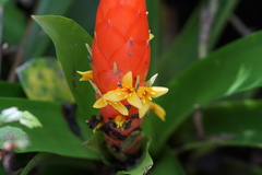 Guzmania berteroniana