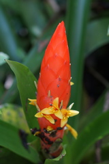Guzmania berteroniana