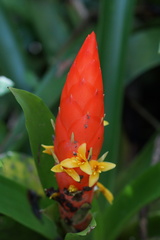 Guzmania berteroniana