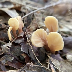 Spathulariopsis velutipes