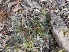 Dracophyllum secundum