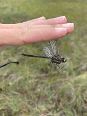 Somatochlora brevicincta