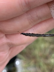 Somatochlora brevicincta