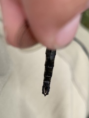 Somatochlora brevicincta