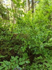 Vaccinium alaskaense