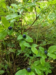 Vaccinium alaskaense