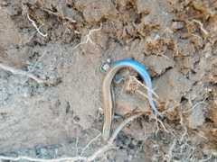 Plestiodon brevirostris