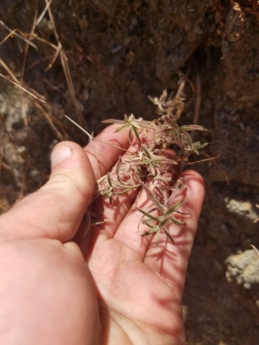 photo of California Fuchsia (Epilobium canum)