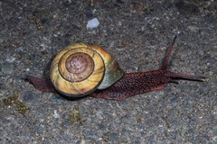 Monadenia infumata callidina