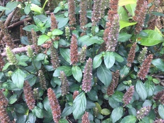 Lepidagathis alopecuroidea