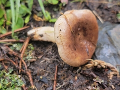 Lactarius riparius