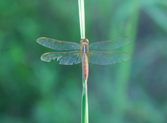 Crocothemis servilia