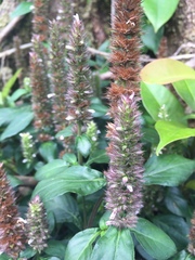 Lepidagathis alopecuroidea