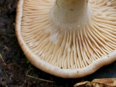 Lactarius riparius