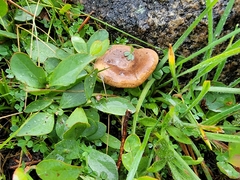 Lactarius riparius