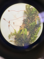 Entodontopsis nitens