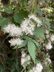 Clematis catesbyana