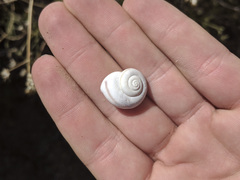 Cahuillus indioensis