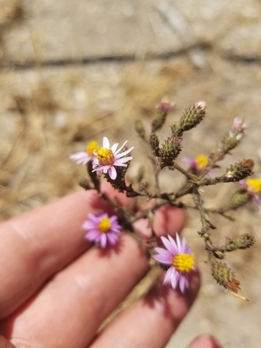 photo of California Aster (Corethrogyne filaginifolia)