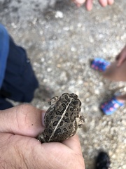 Anaxyrus fowleri