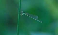 Ischnura asiatica